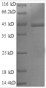 SDS-PAGE