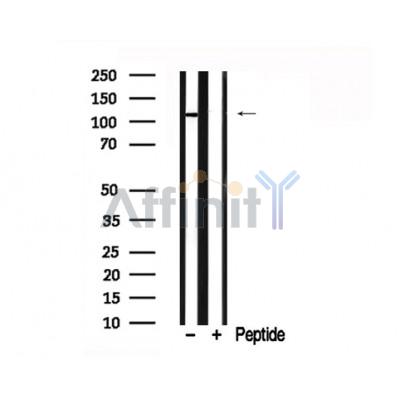 Валидация Affinity AF7763 - 4469