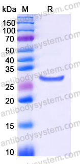 EHE55301, SDS-PAGE