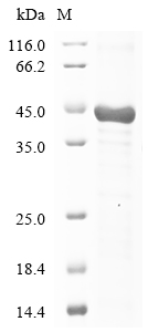 SDS-PAGE