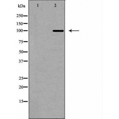 Валидация Affinity DF6795 - 18366