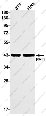 Вестерн-блоттинг, PAI1, клетки 3T3 и HeLa