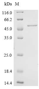 SDS-PAGE