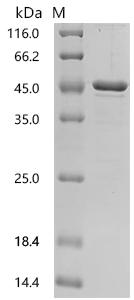 SDS-PAGE