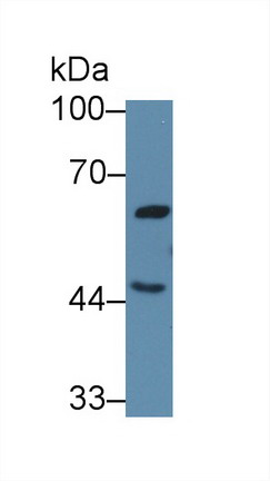8738