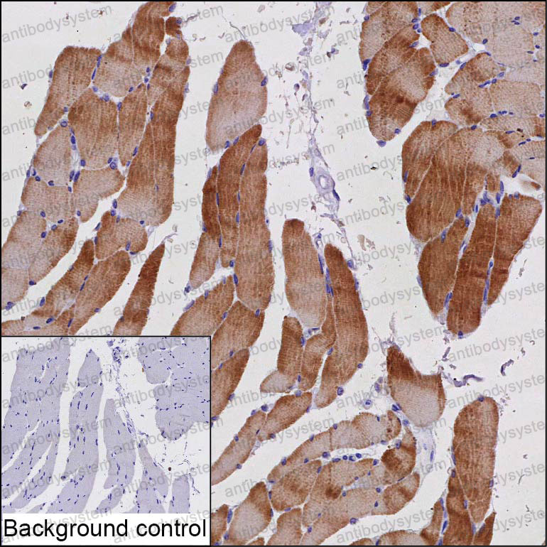 Валидация AntibodySystem RHP09001