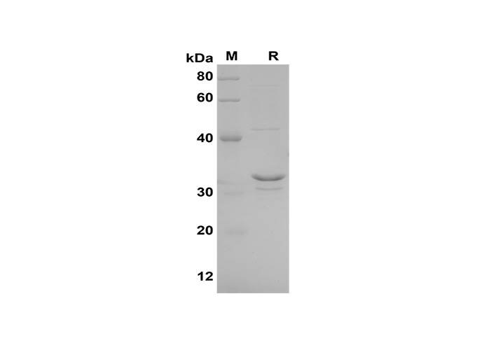 Валидация Elabscience PDEH100604(116)