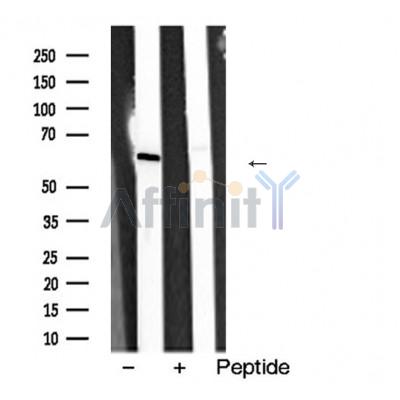 Валидация Affinity AF5488 - 3168