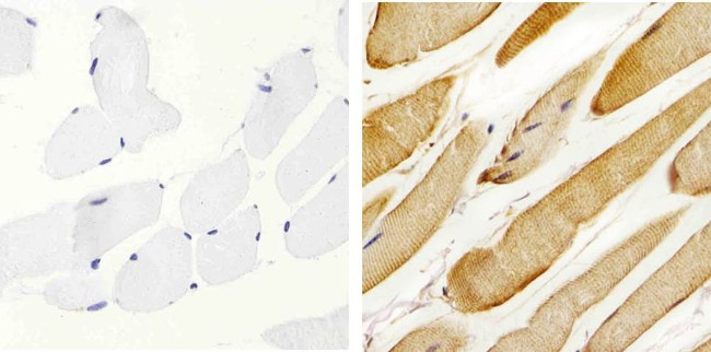 Валидация AssayVector ARM2624(4831)