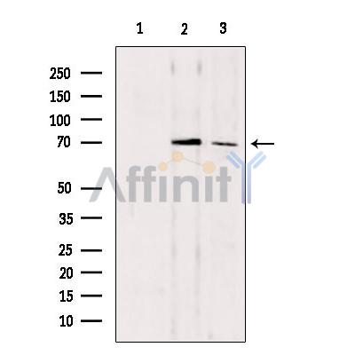 Валидация Affinity DF3005 - 13742