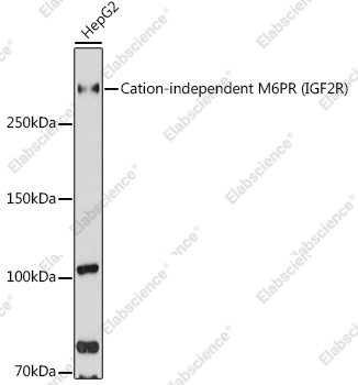 Вестерн-блоттинг, Cation-independent M6PR (IGF2R), клетки HepG2