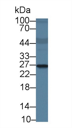 14041