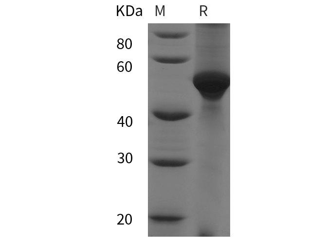 Валидация Elabscience PDEH101051(438)