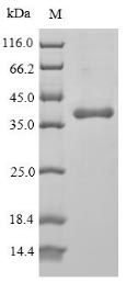 SDS-PAGE