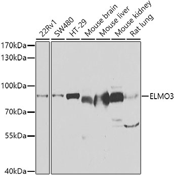Валидация Elabscience E-AB-61569