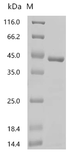 SDS-PAGE