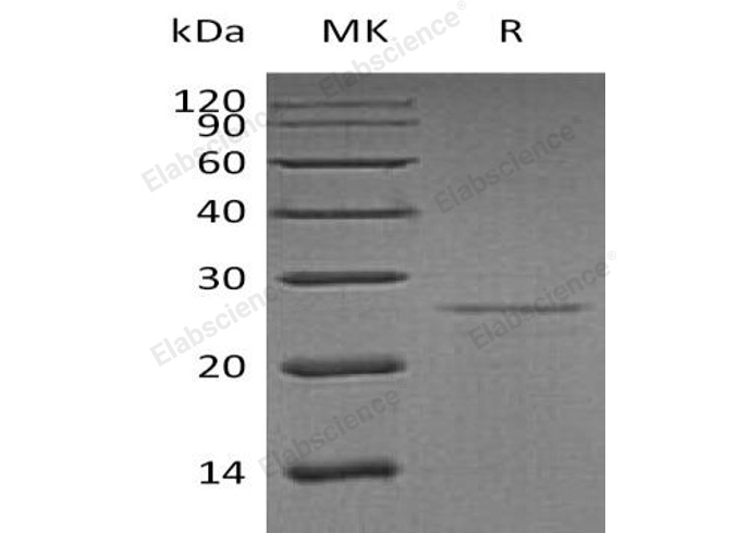 Валидация Elabscience PKSH032410(2890)