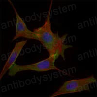 Валидация IF - AntibodySystem RHC92002