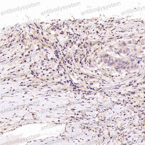 Валидация AntibodySystem RHJ51602 (3447)