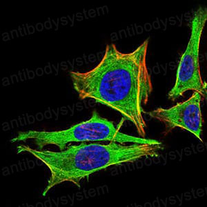 Валидация IF - AntibodySystem RHB92901