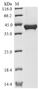 SDS-PAGE
