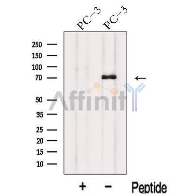Валидация Affinity DF13087 - 7970