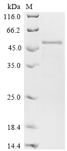 SDS-PAGE