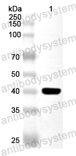 Валидация AntibodySystem PHA74901