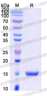 AMB91201, SDS-PAGE
