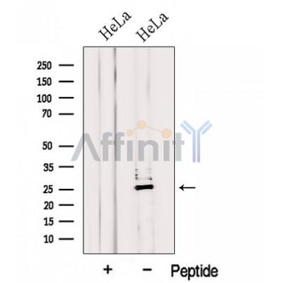 Валидация Affinity DF12625 - 7257