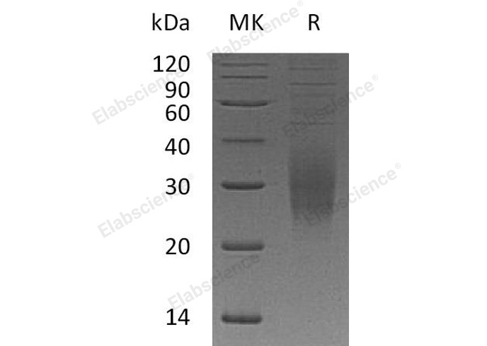 Валидация Elabscience PKSH033147(3505)