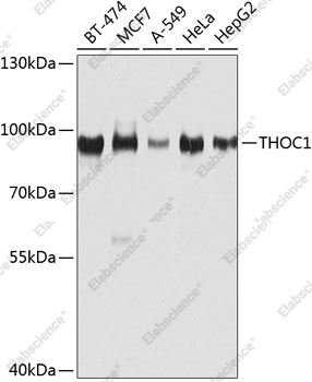 Вестерн-блоттинг, THOC1, различные клеточные линии