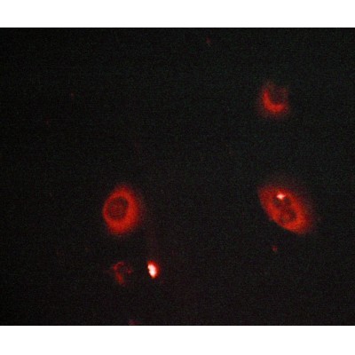 Валидация Affinity AF5446 - 3093