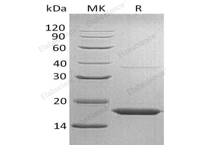 Валидация Elabscience PKSH033141(3499)
