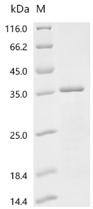 SDS-PAGE