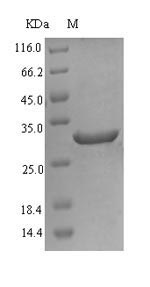 SDS-PAGE