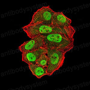 Валидация IF - AntibodySystem RHK46902