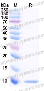 YHF71202, SDS-PAGE