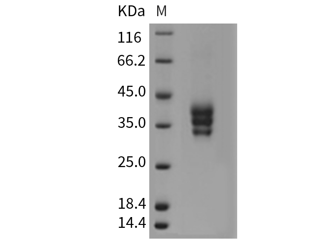 Валидация Elabscience PKSM040407(4407)