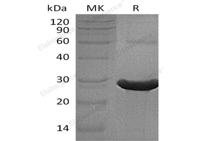Валидация Elabscience PKSH033255(3595)