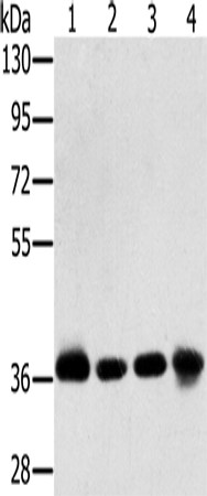 Валидация Elabscience E-AB-15288