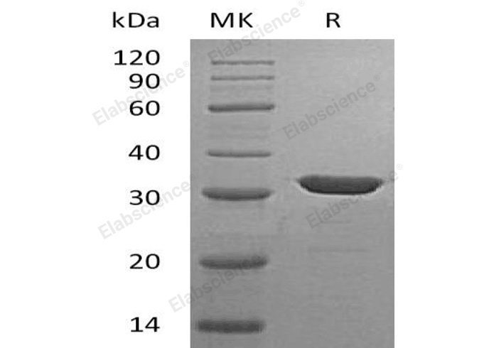 Валидация Elabscience PKSH032159(2686)