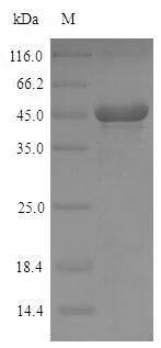 SDS-PAGE