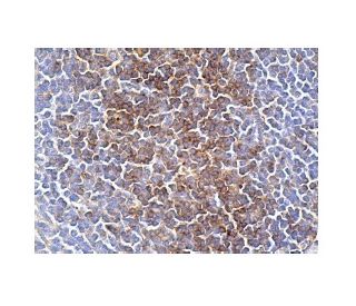 Валидация AssayVector ARM1661(1826)