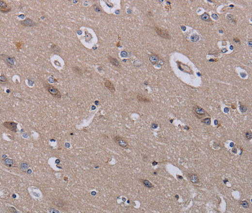 Валидация Elabscience E-AB-15169