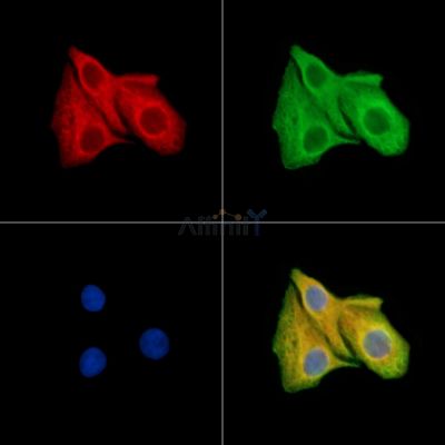 Валидация Affinity DF9369 - 21895