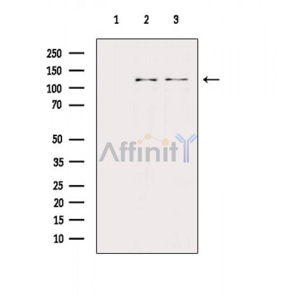 Валидация Affinity DF7576 - 19338