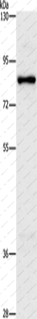 Вестерн-блоттинг, NOL9, клетки HeLa