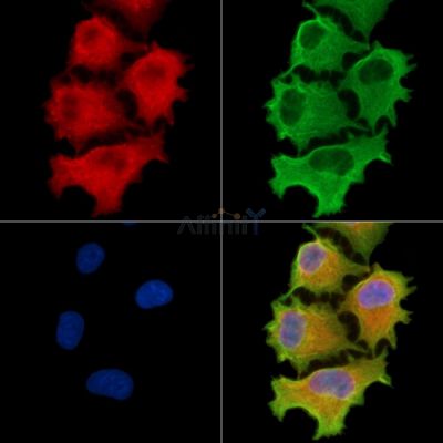 Валидация Affinity DF9362 - 21878