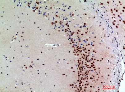 Валидация Elabscience E-AB-36111